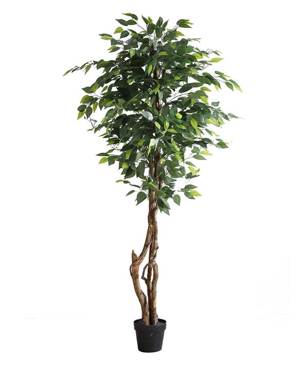 Ficus Tree