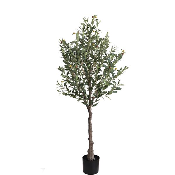 Olive Tree