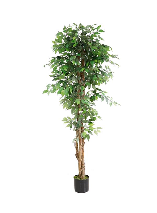 Ficus Tree